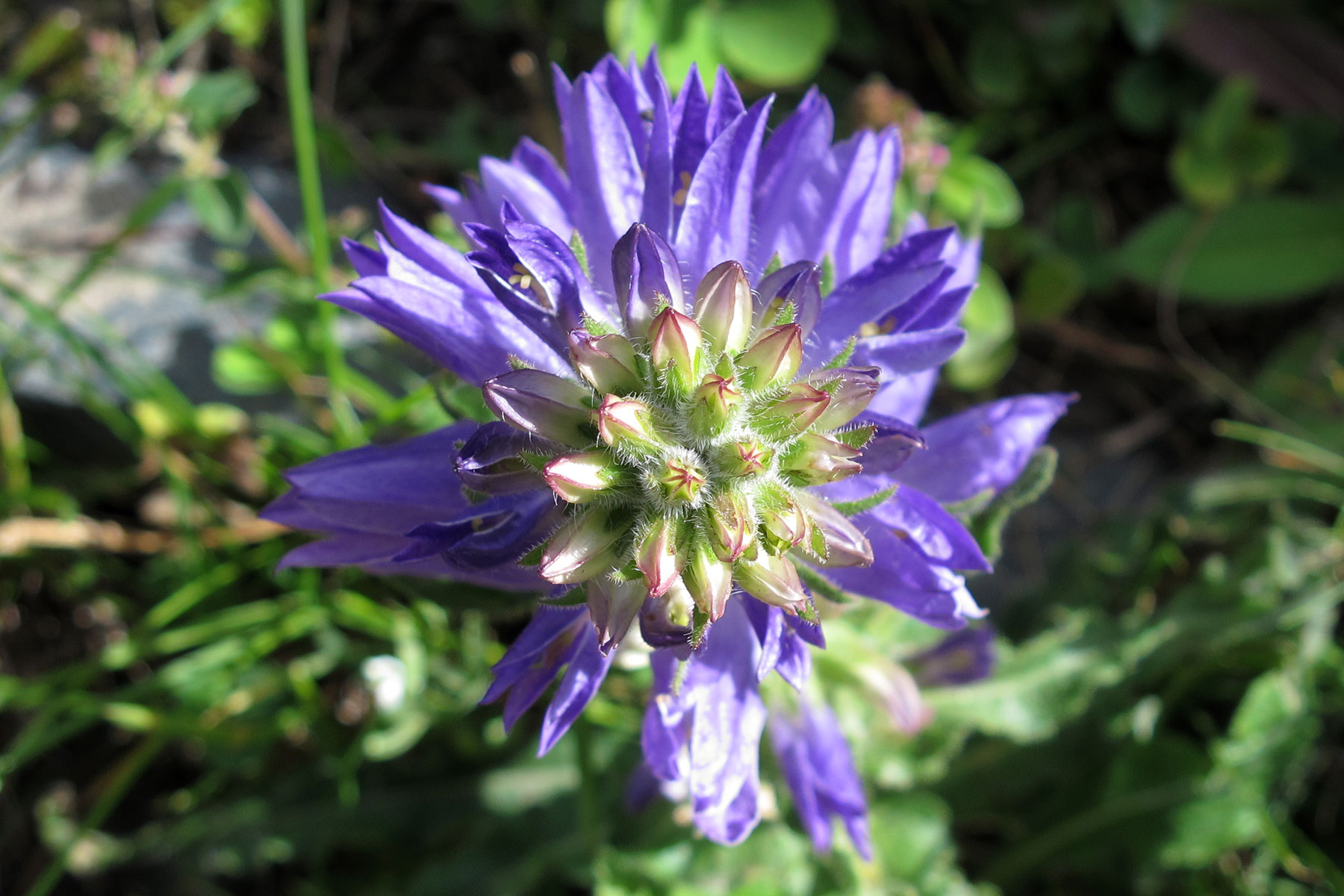 Campanula spicata