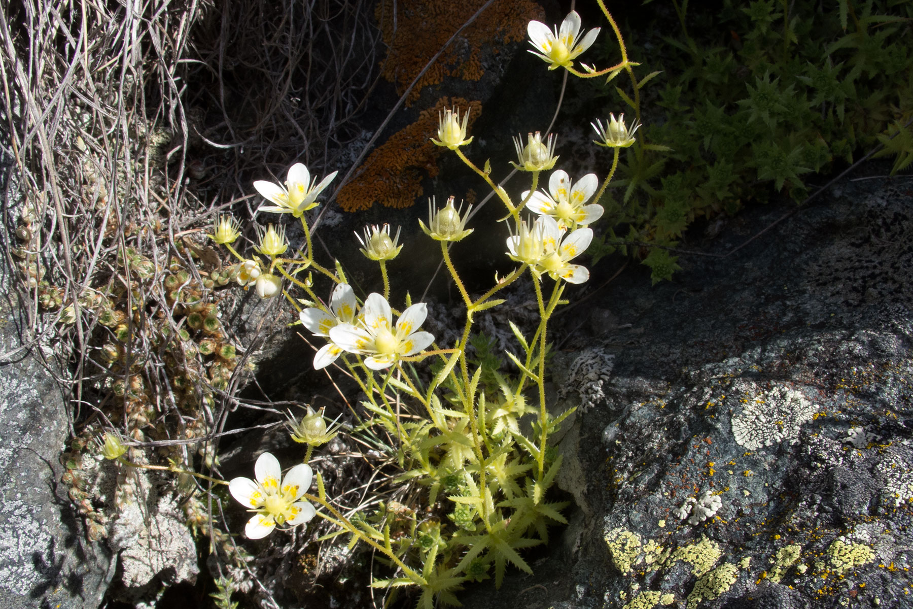 Saxifraga aspera