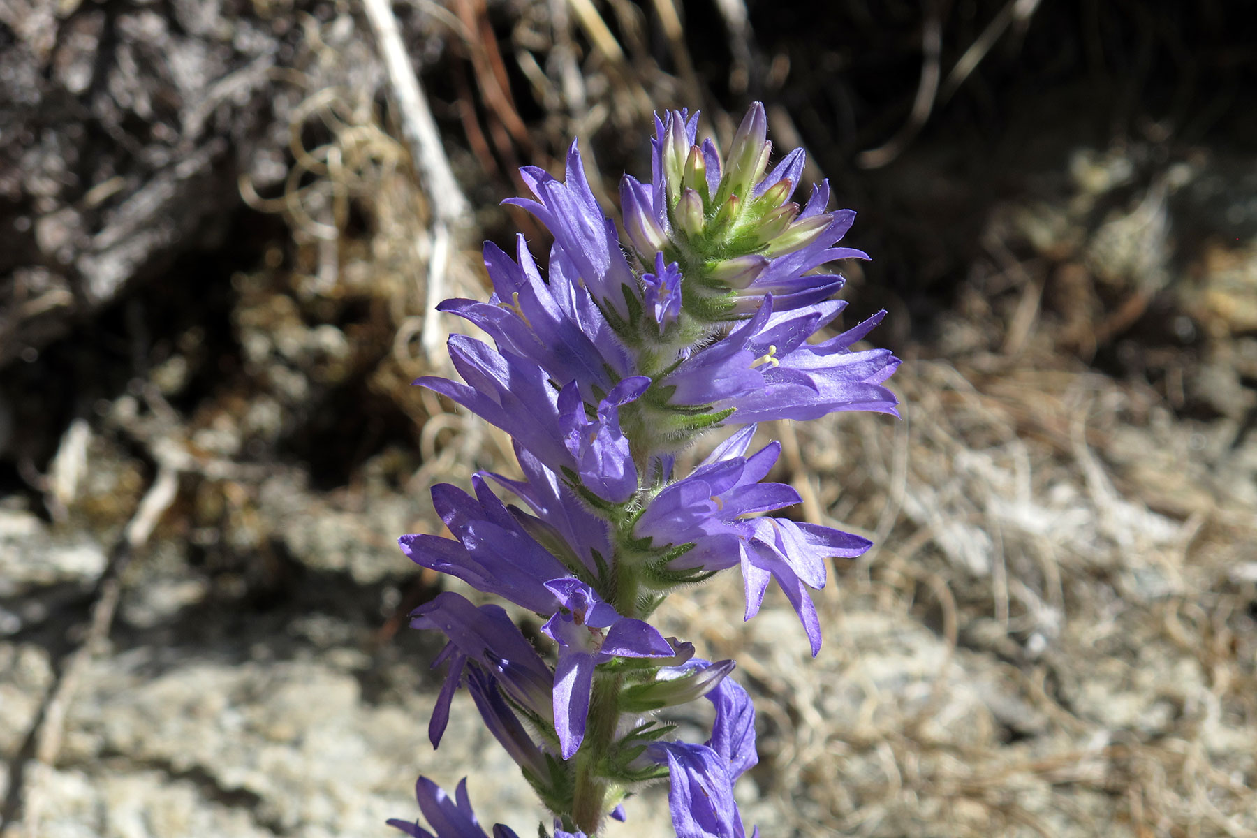 Campanula spicata