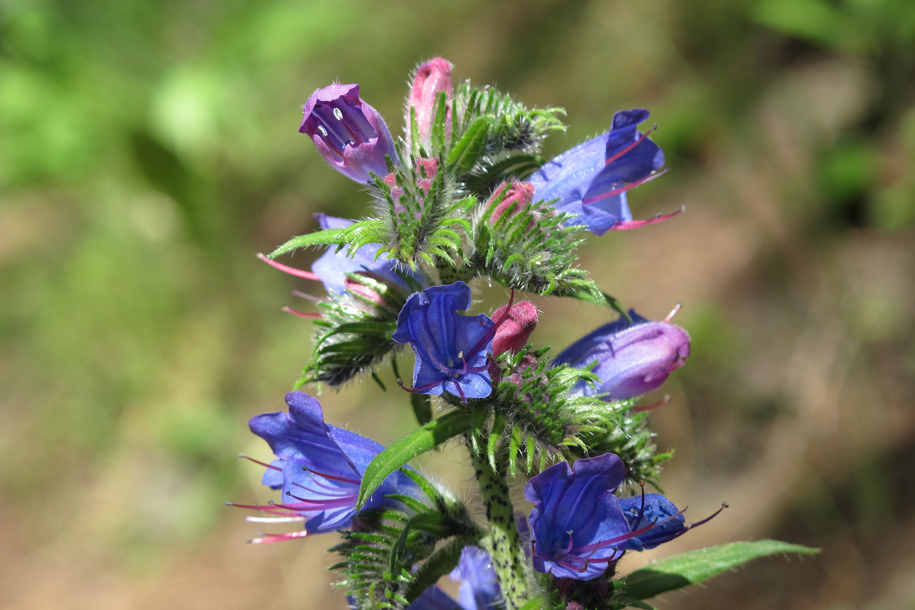 Echium vulgare