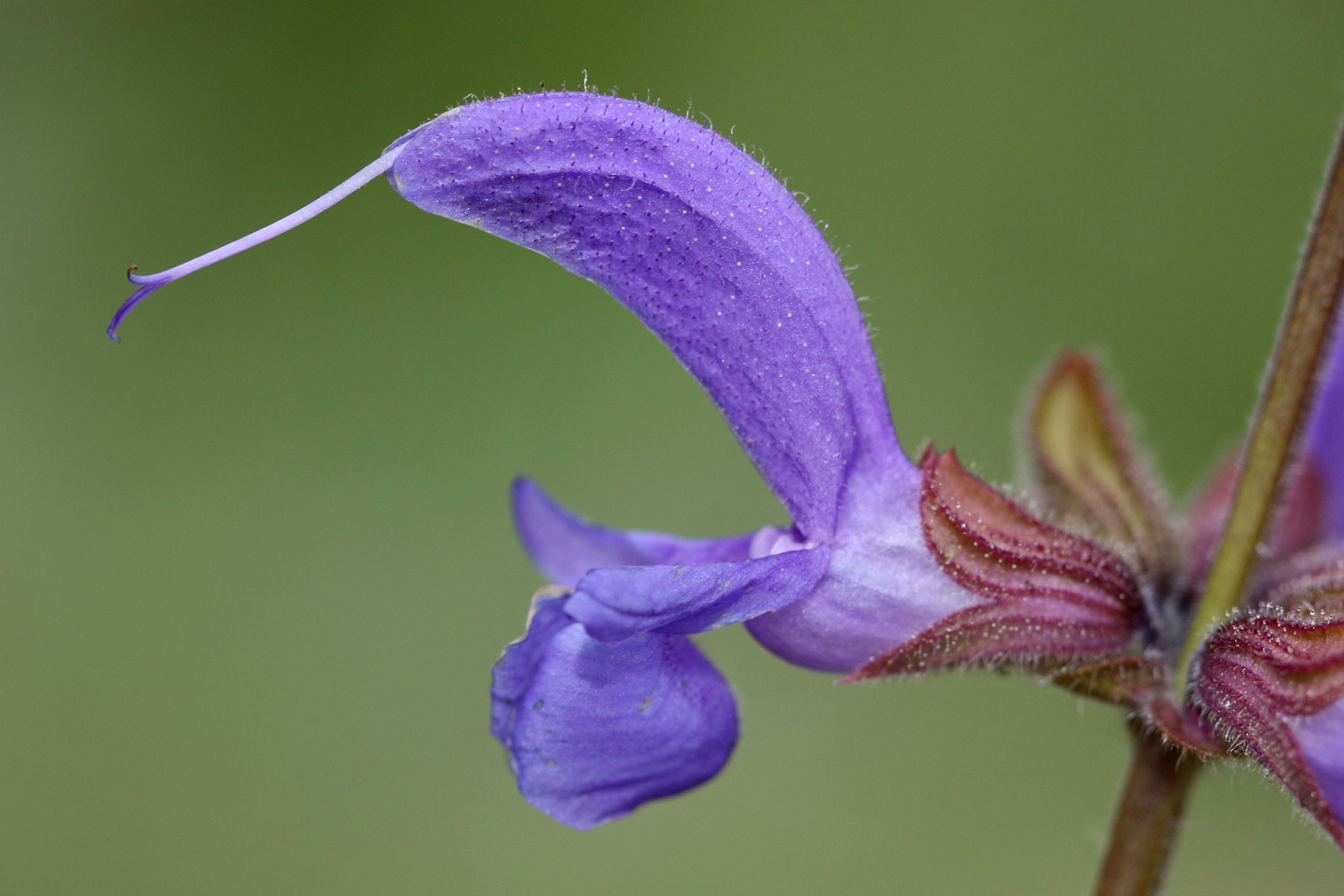 Salvia pratensis