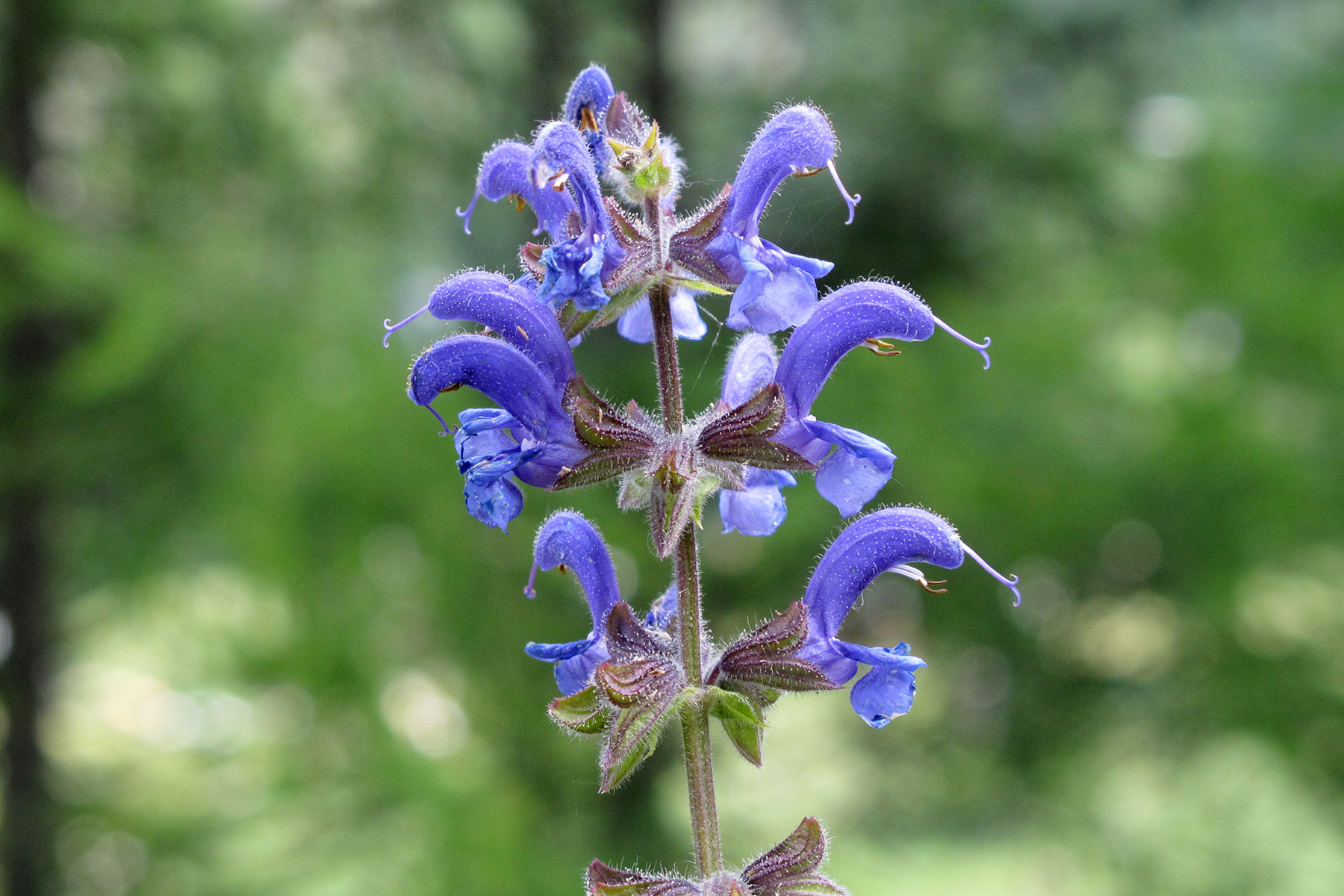 Salvia pratensis