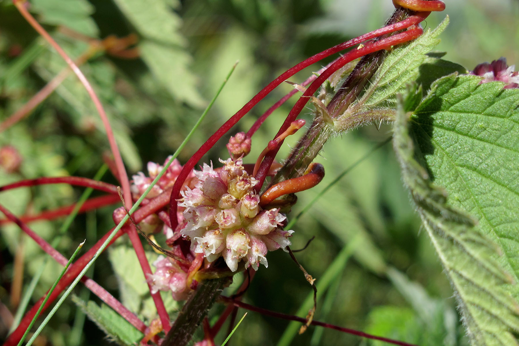 Cuscuta europaea