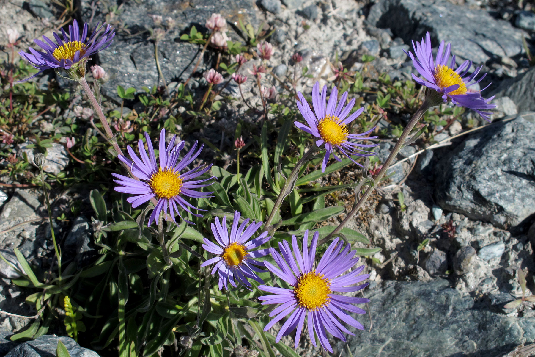 Aster alpinus