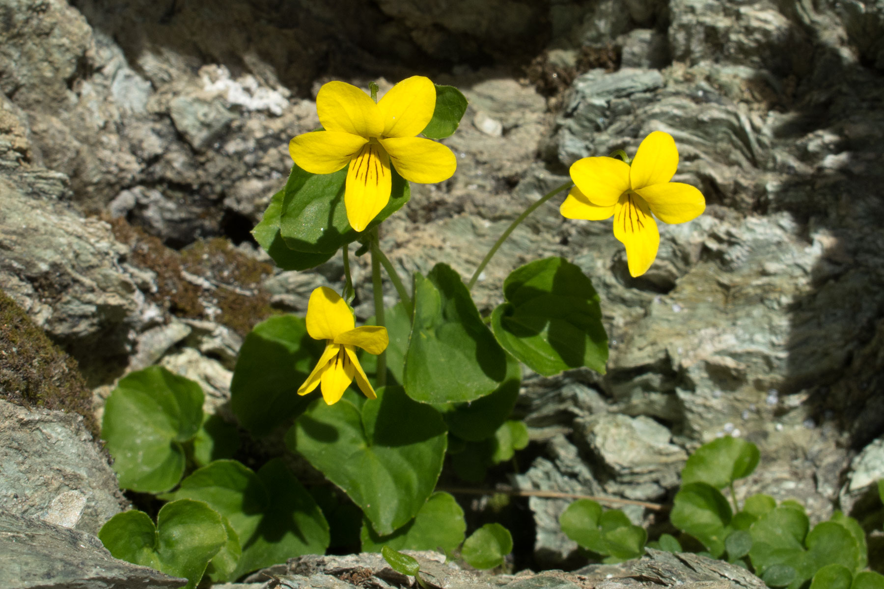 Viola biflora