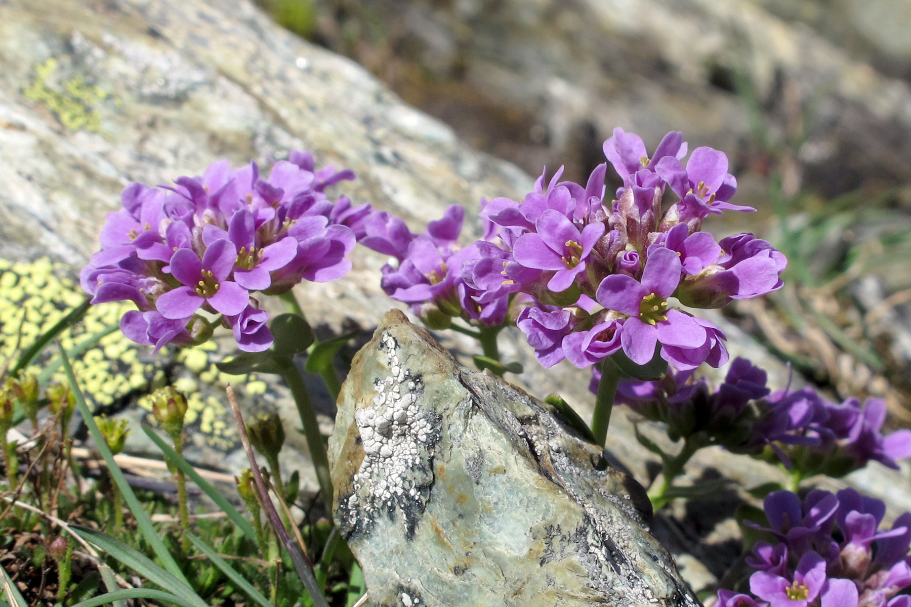 Thlaspi rotundifolium ssp. corymbosum