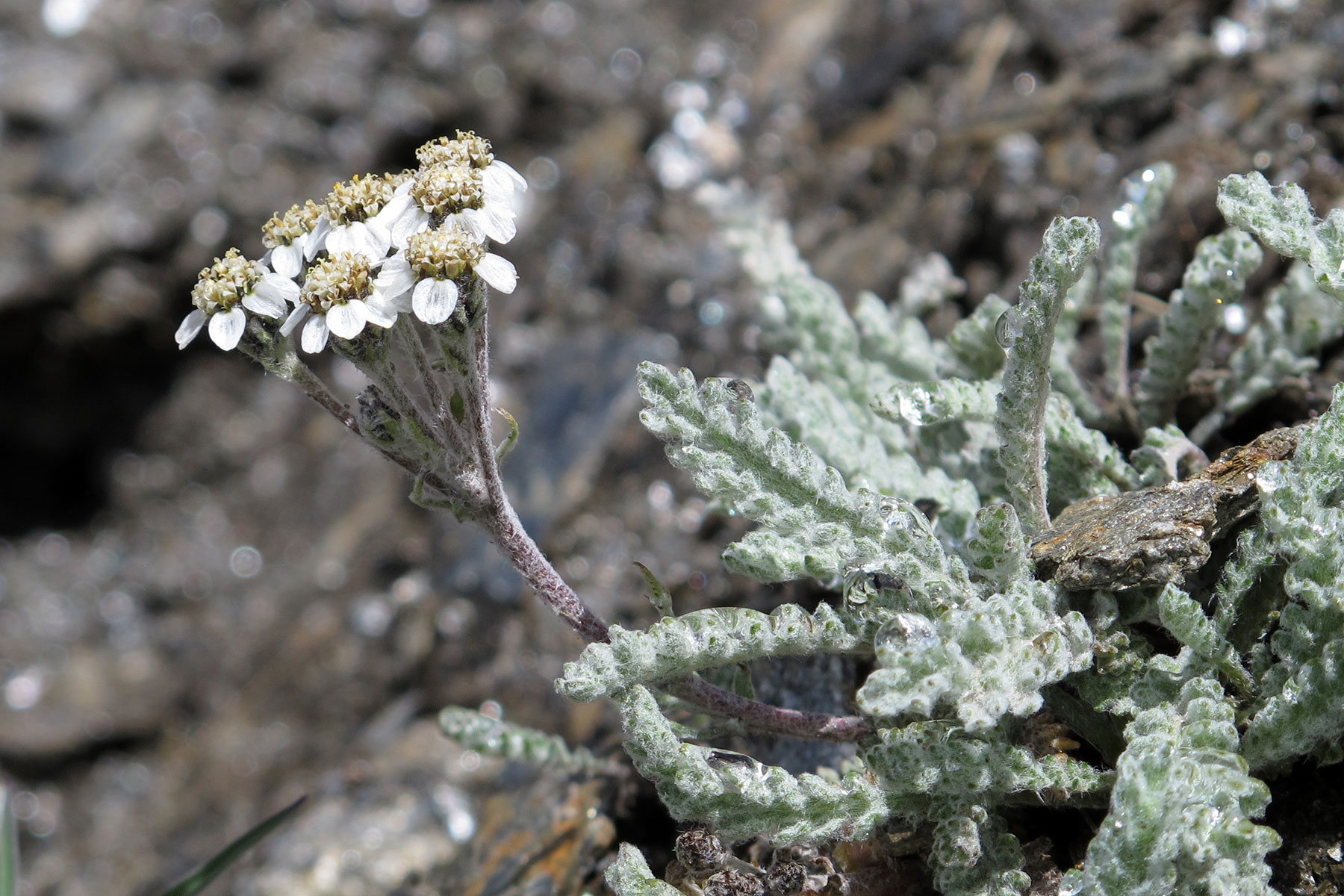 Achillea nana