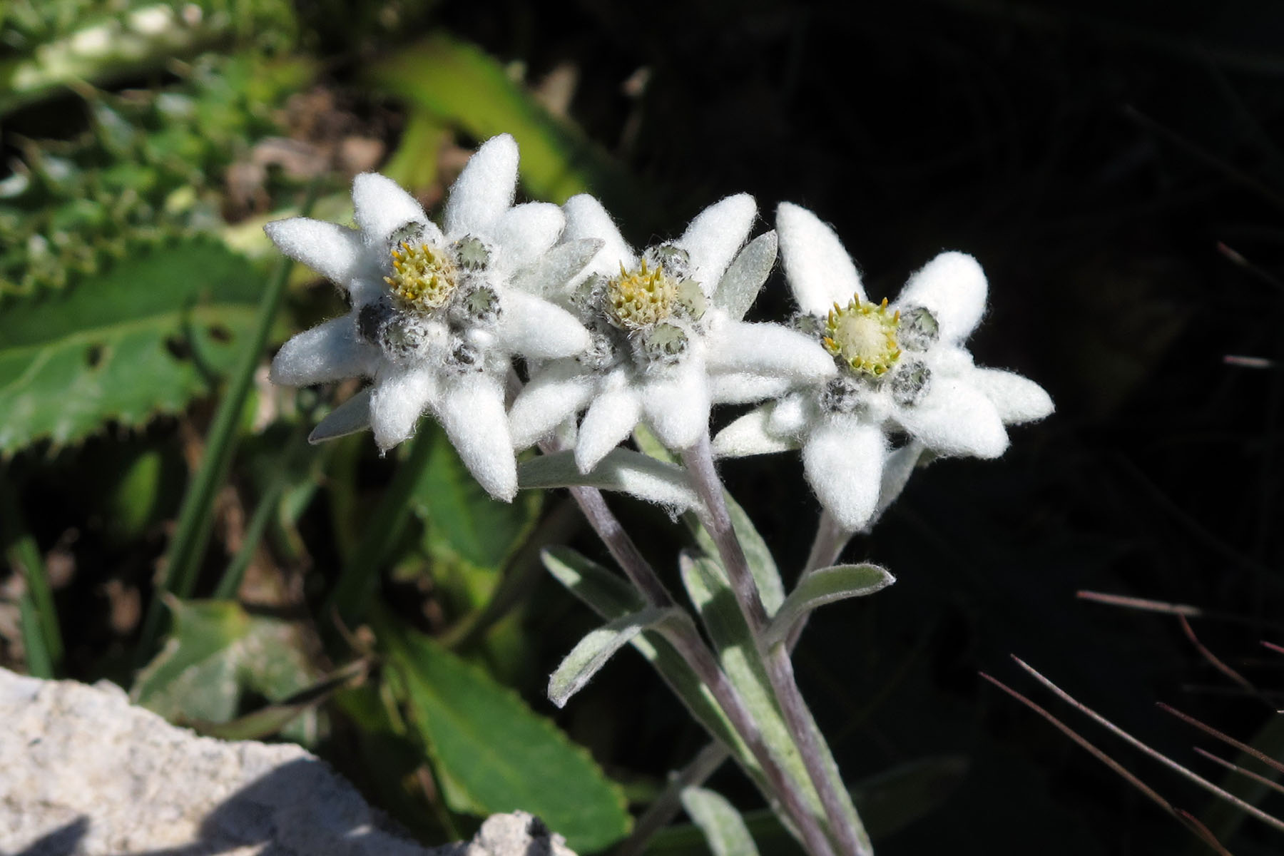 Leontopodium alpinum