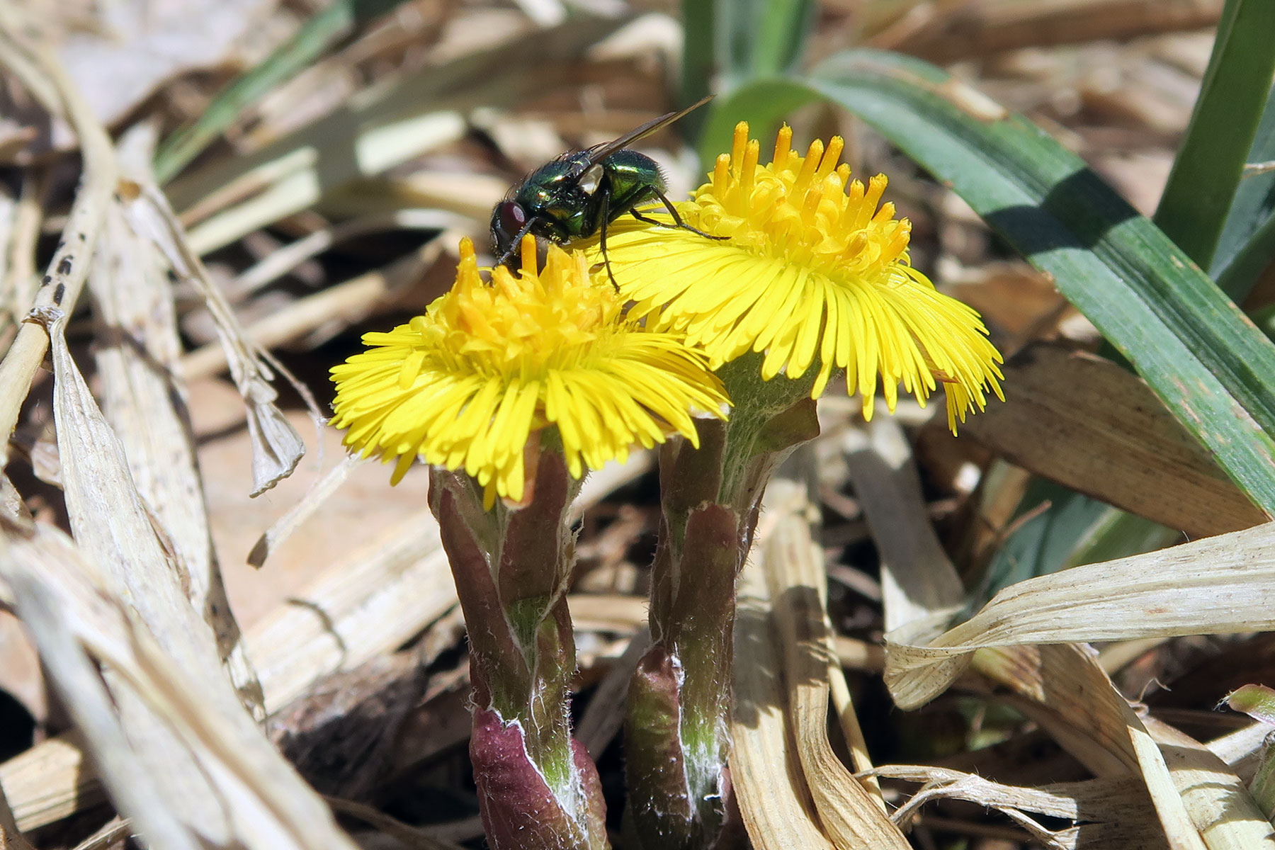 Tussilago farfara