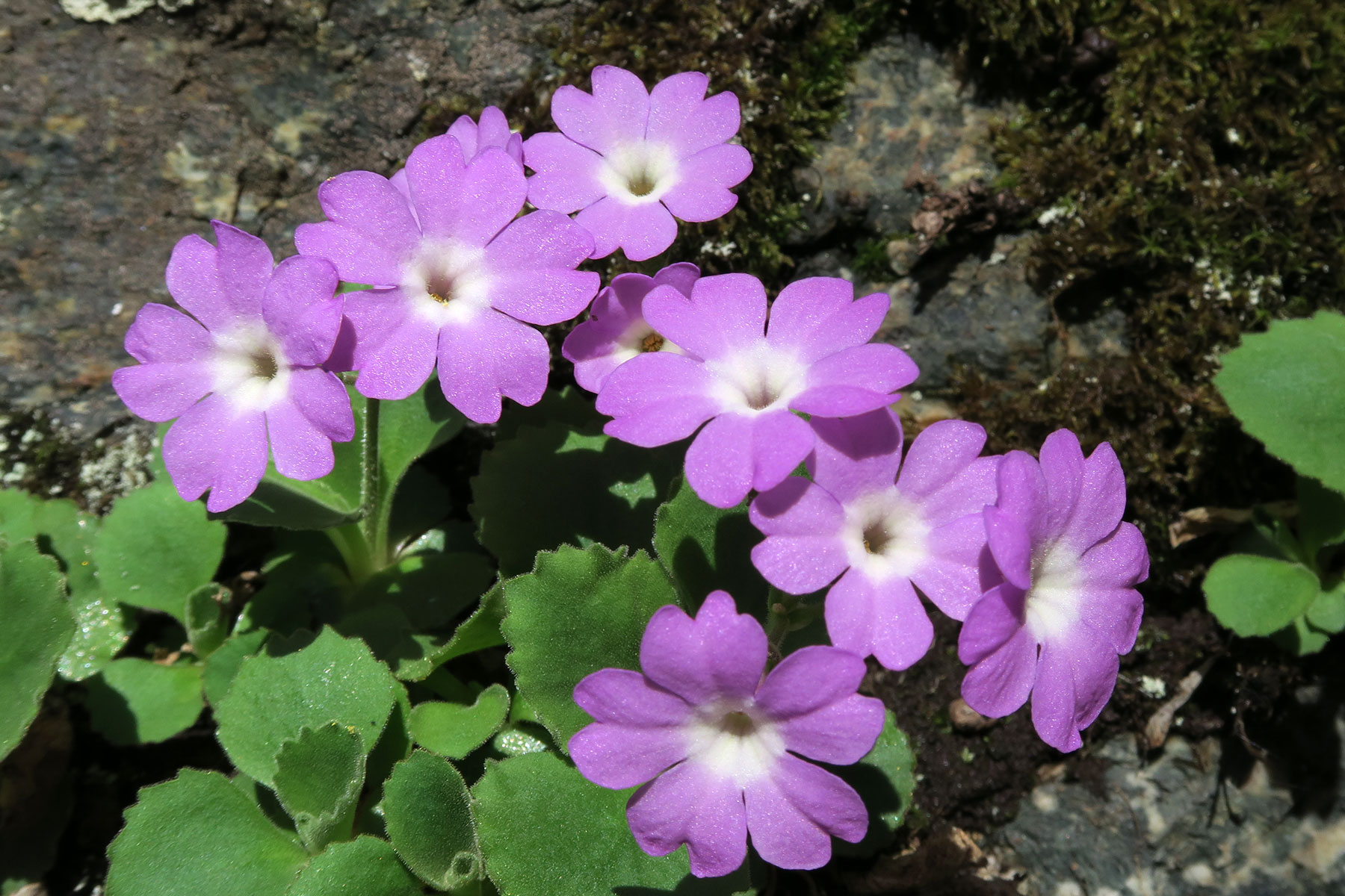 Primula hirsuta