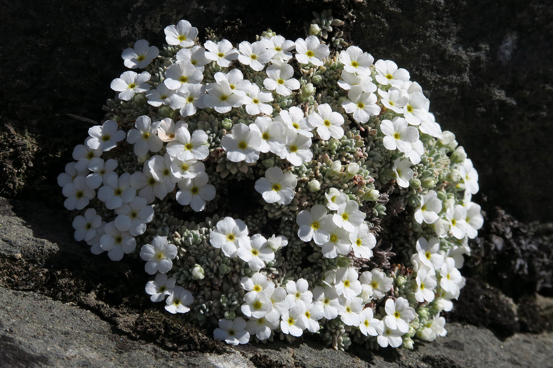 Androsace vandellii