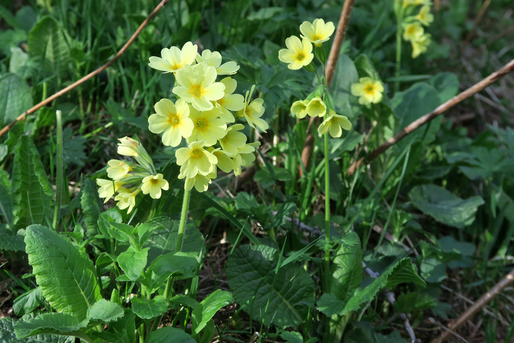 Primula elatior