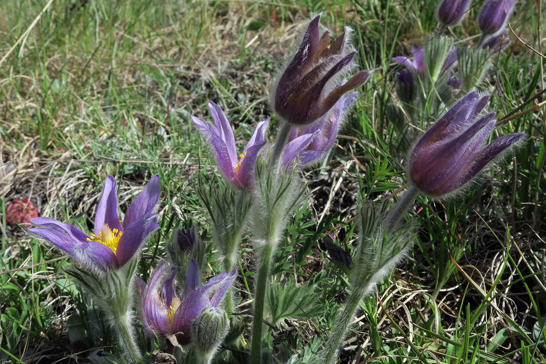 Pulsatilla halleri