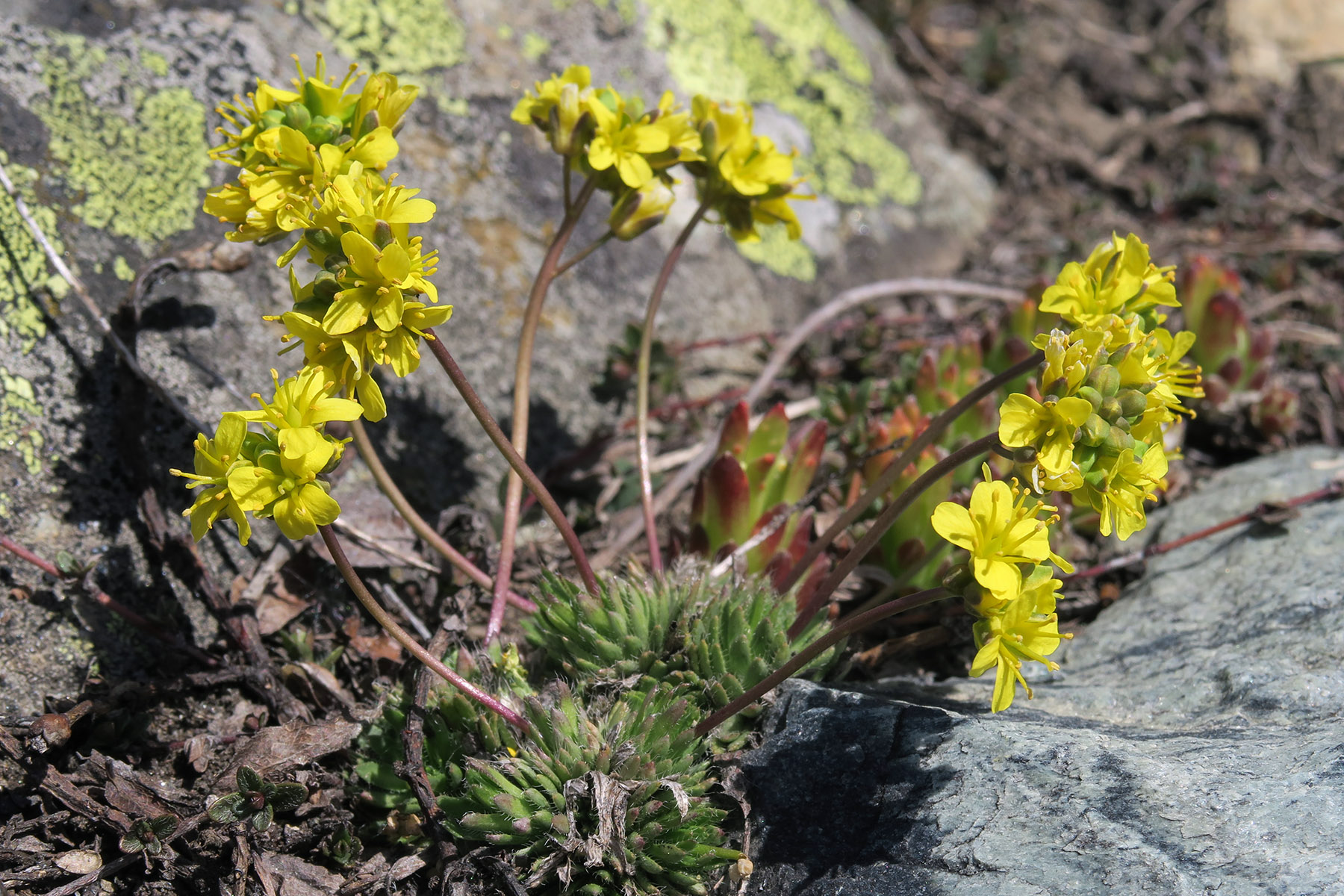 Draba aizoides