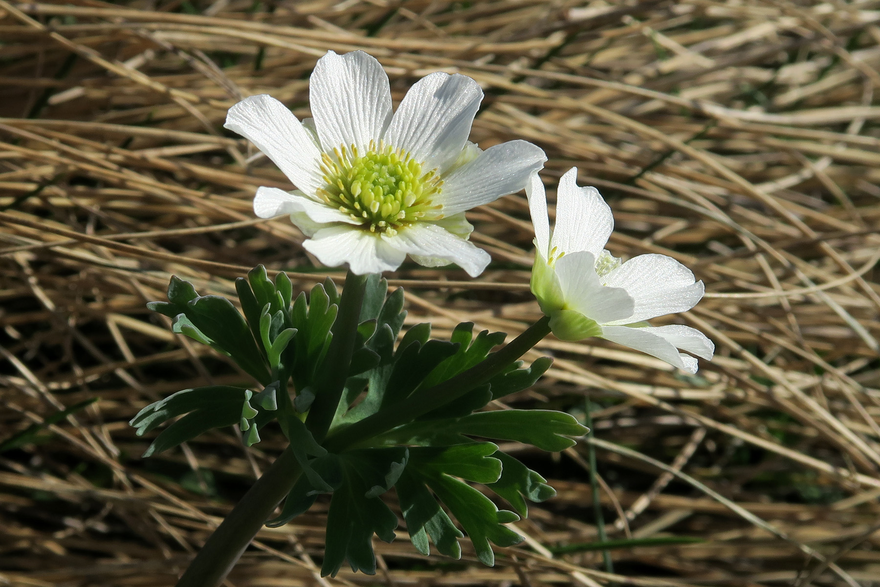 Callianthemum coriandrifolium