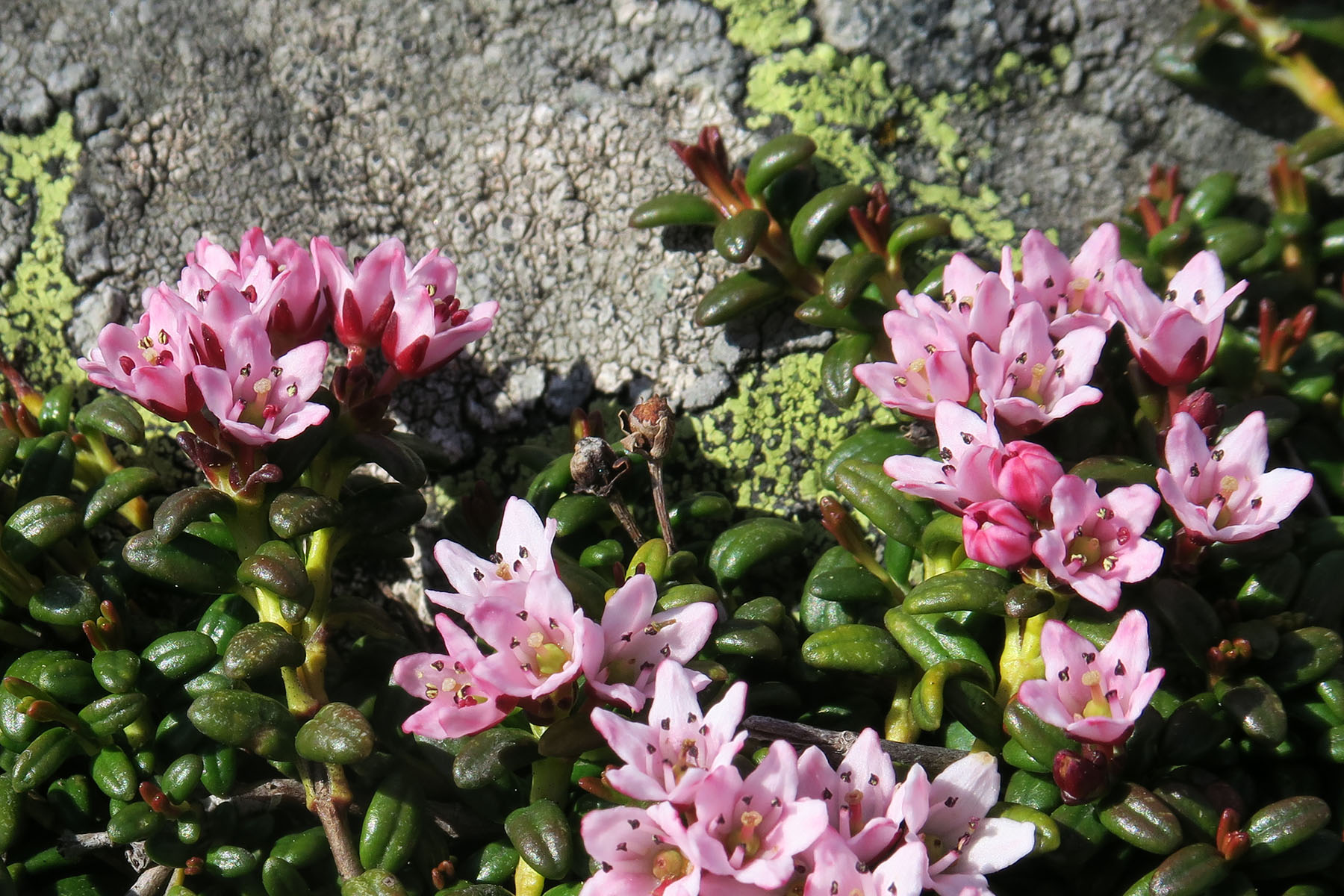 Loiseleuria procumbens