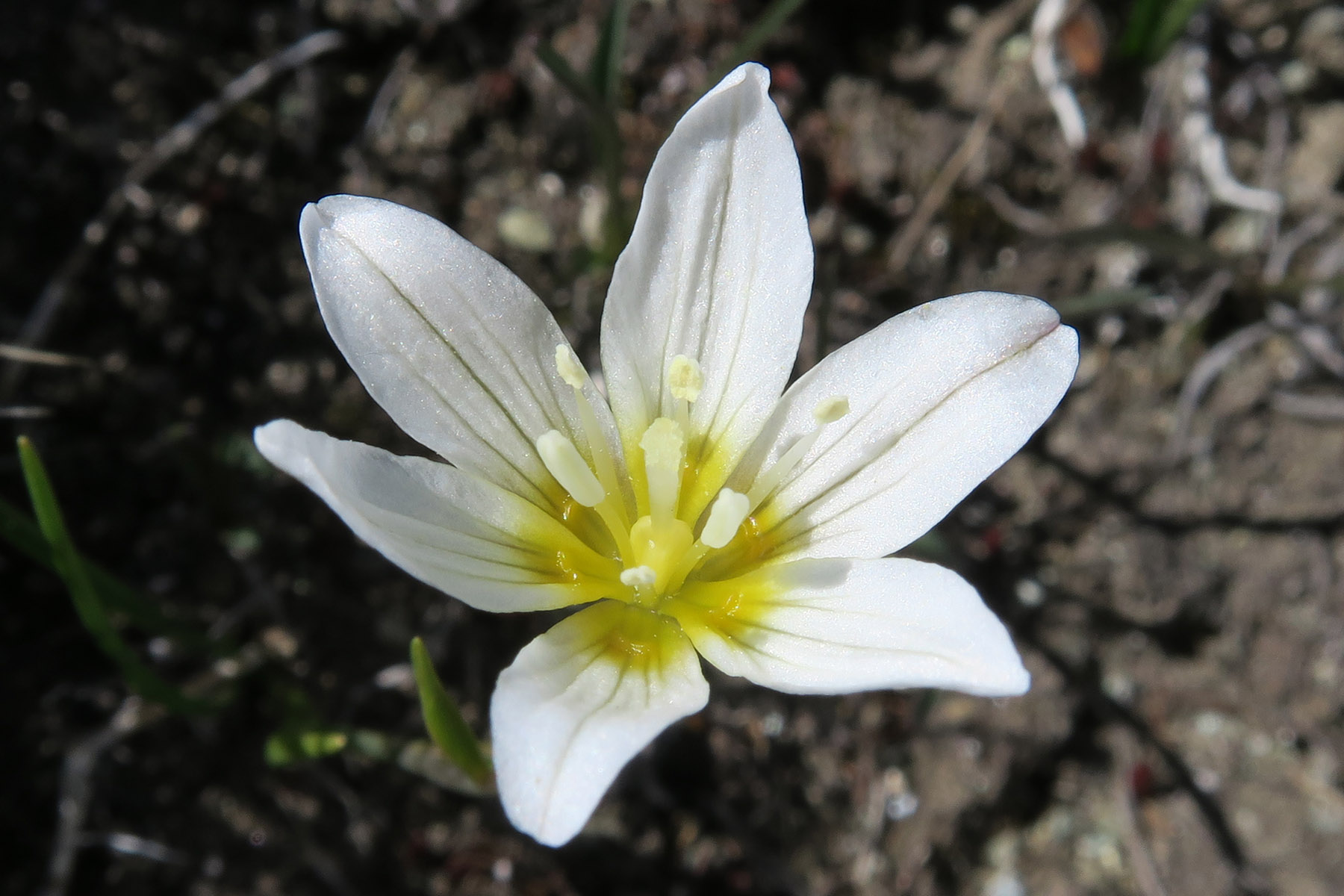 Lloydia serotina