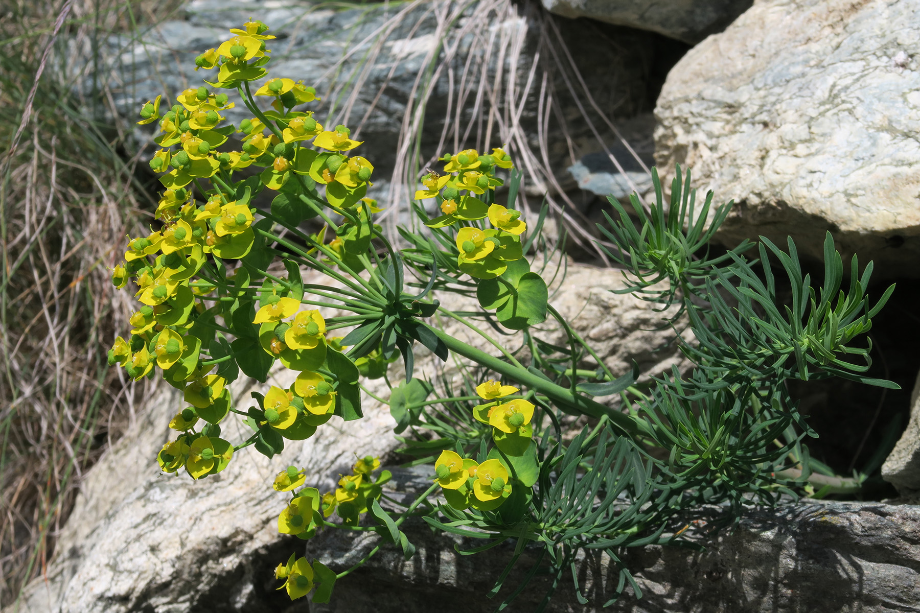 Euphorbia cyparissias