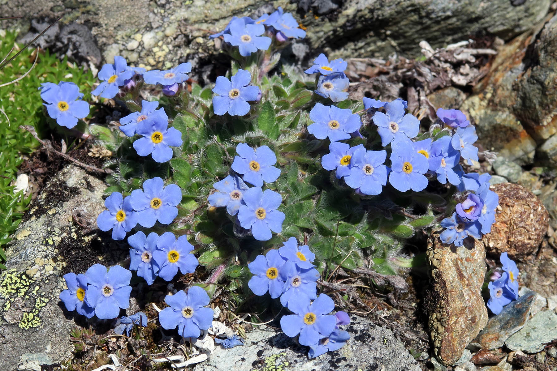 Eritrichium nanum