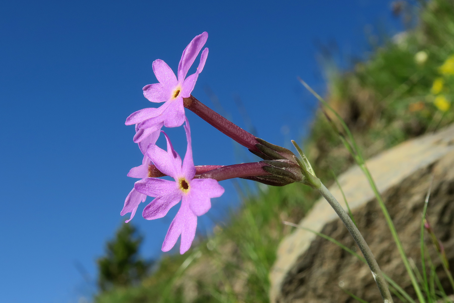 Primula halleri