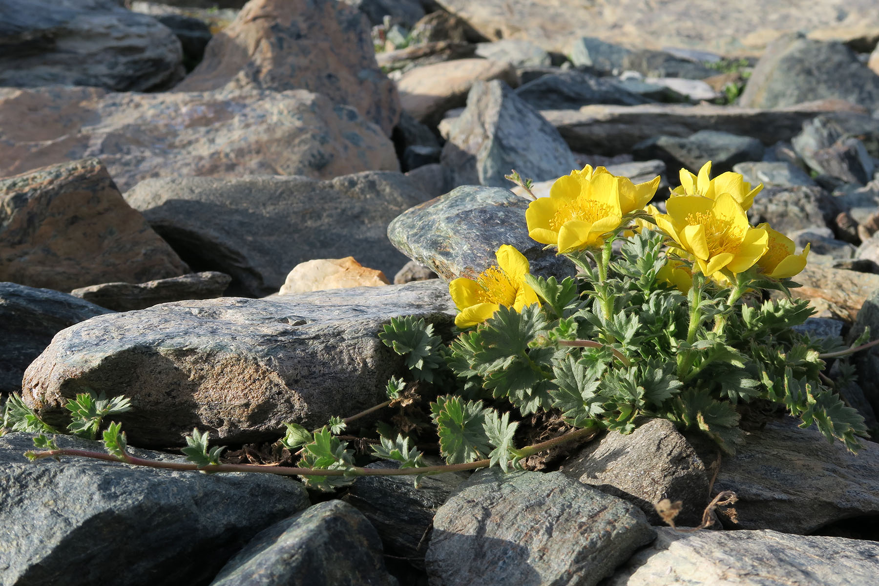 Geum reptans