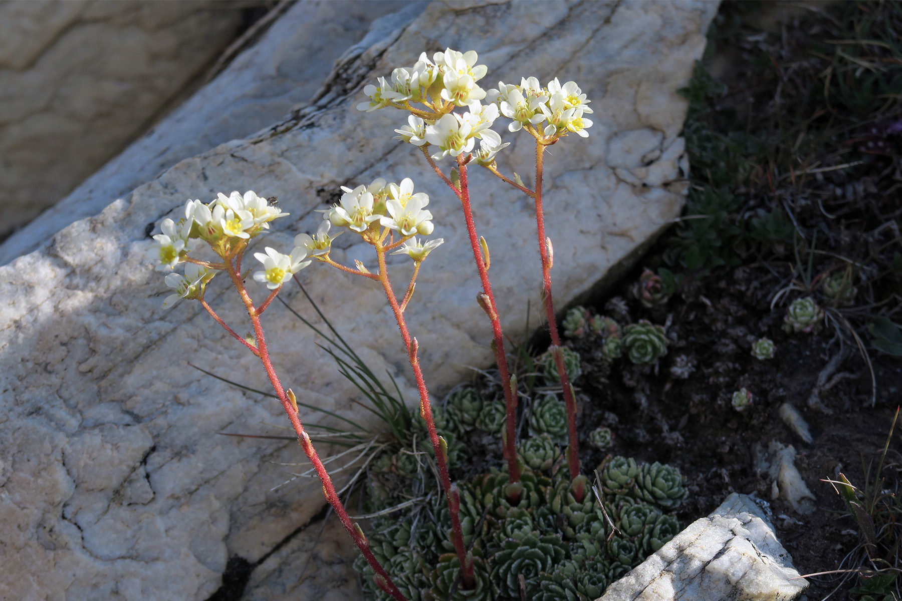 Saxifraga paniculata