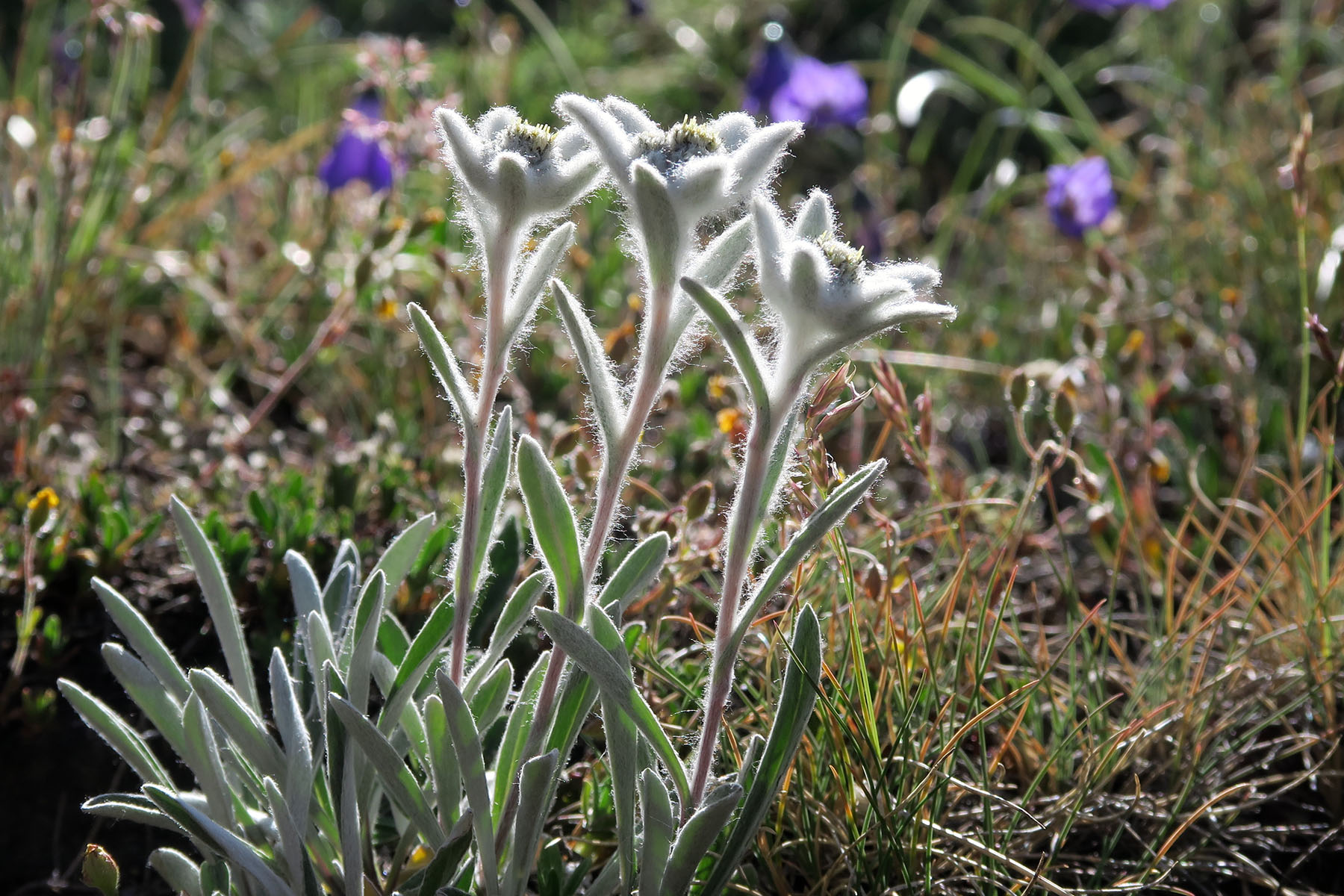 Leontopodium alpinum