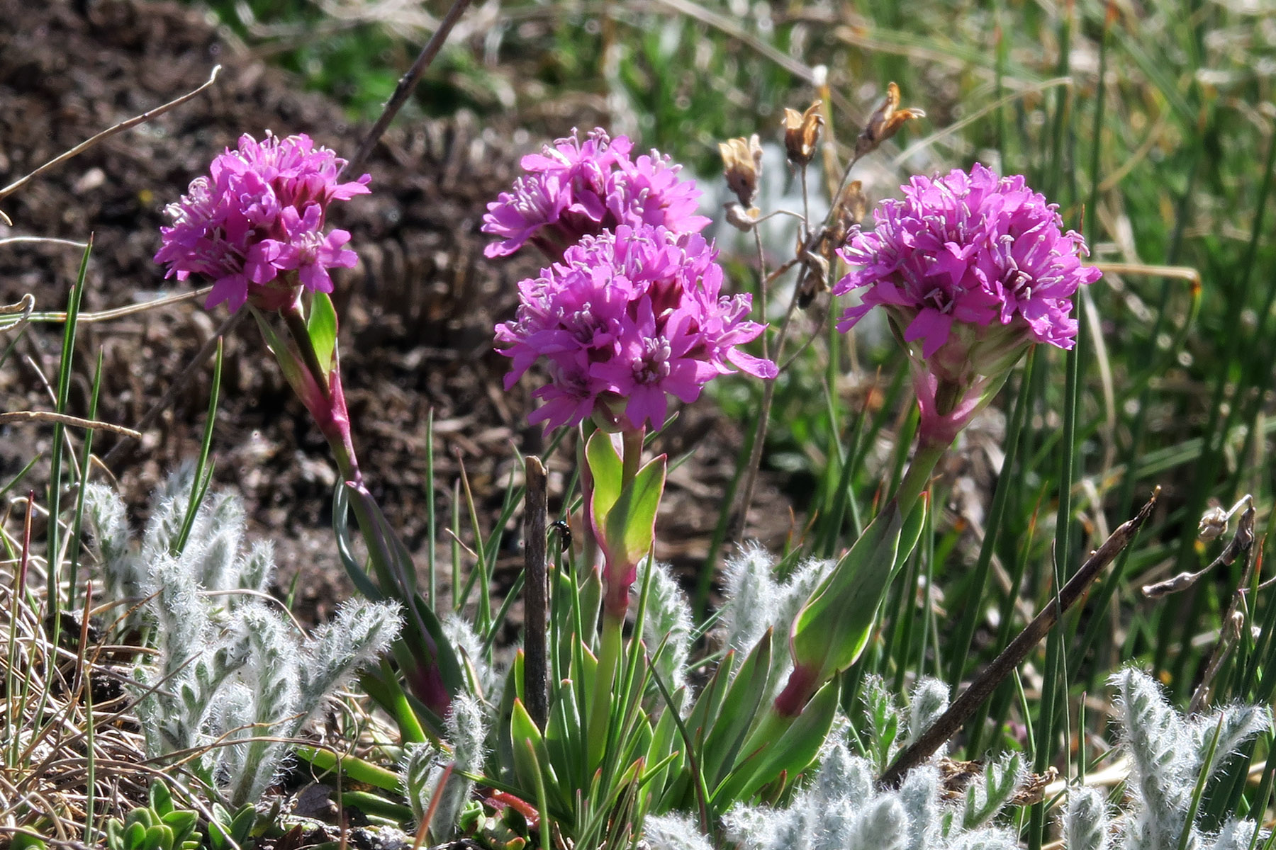 Silene suecica