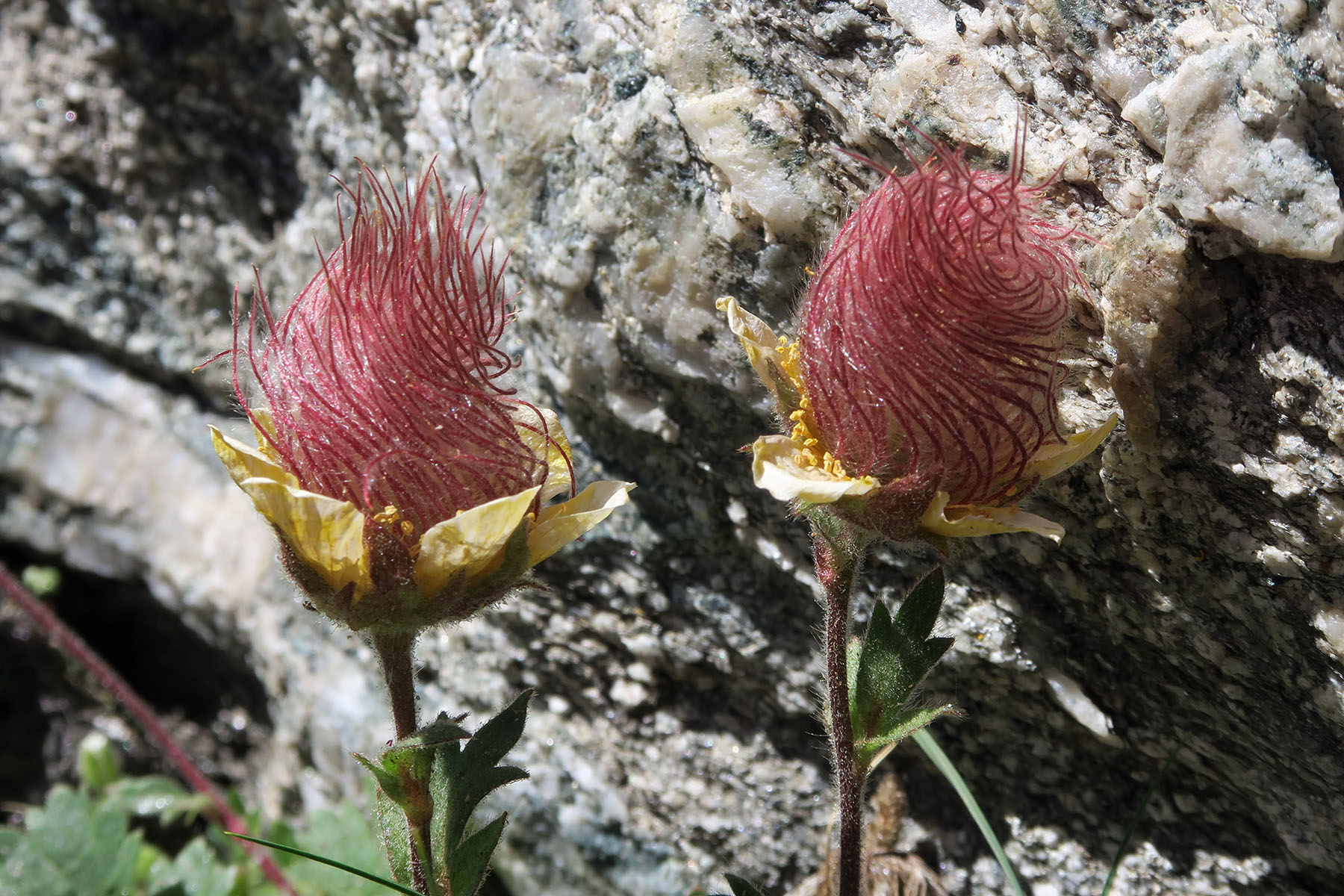 Geum reptans