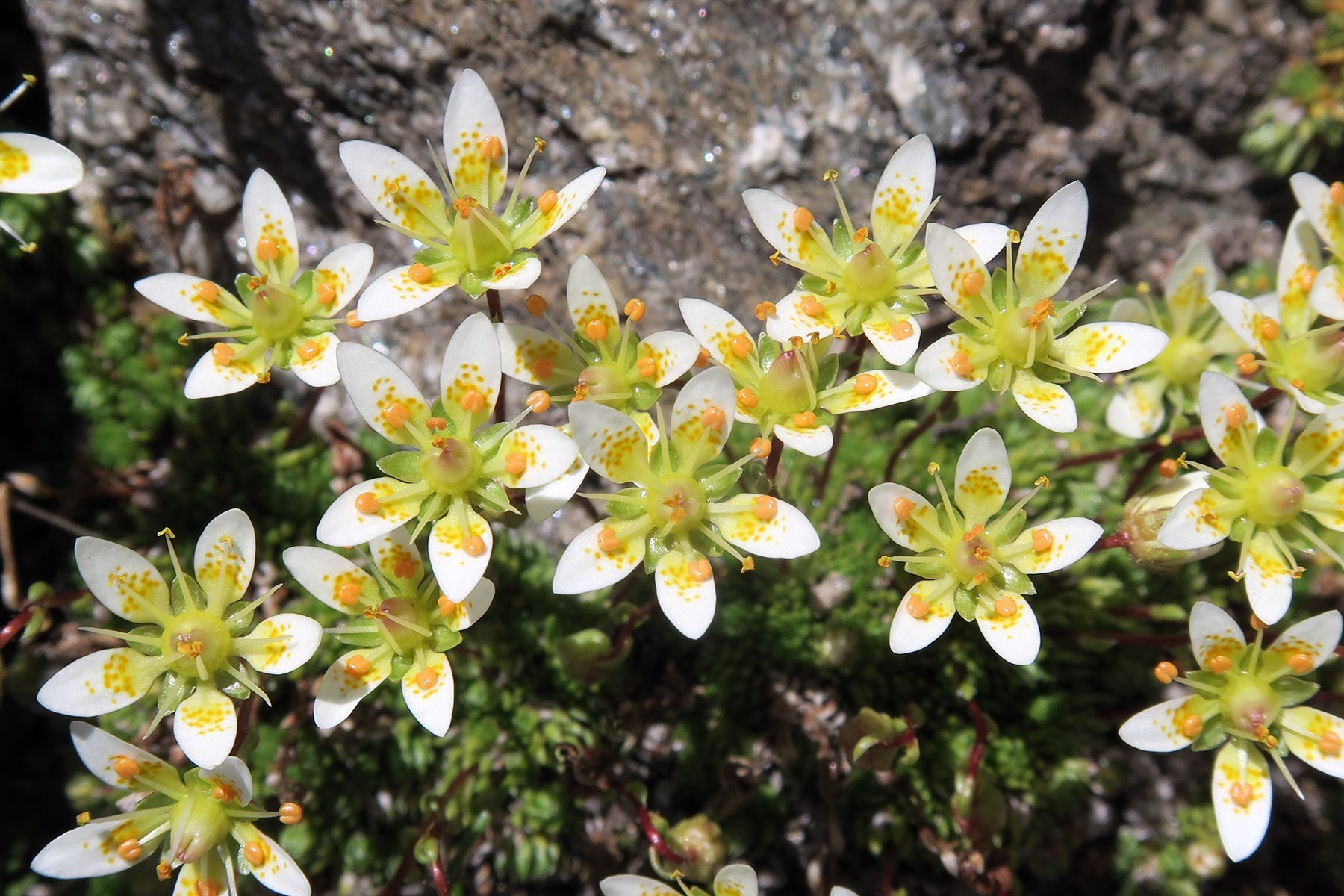 Saxifraga bryoides