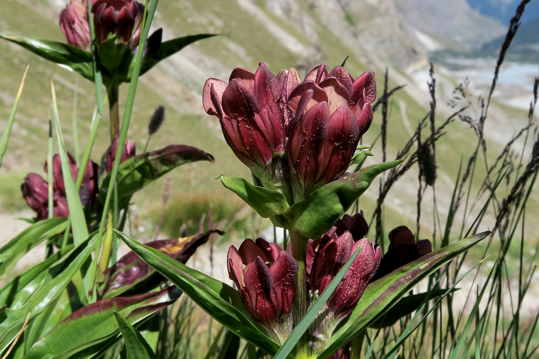 Gentiana purpurea