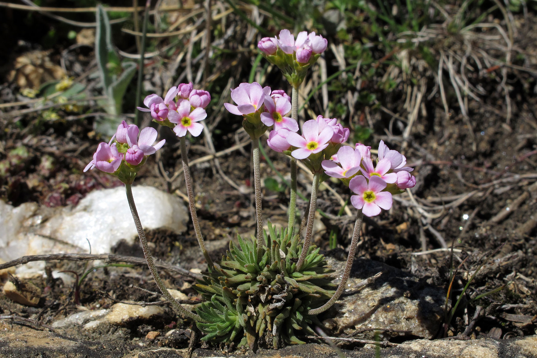 Androsace puberula