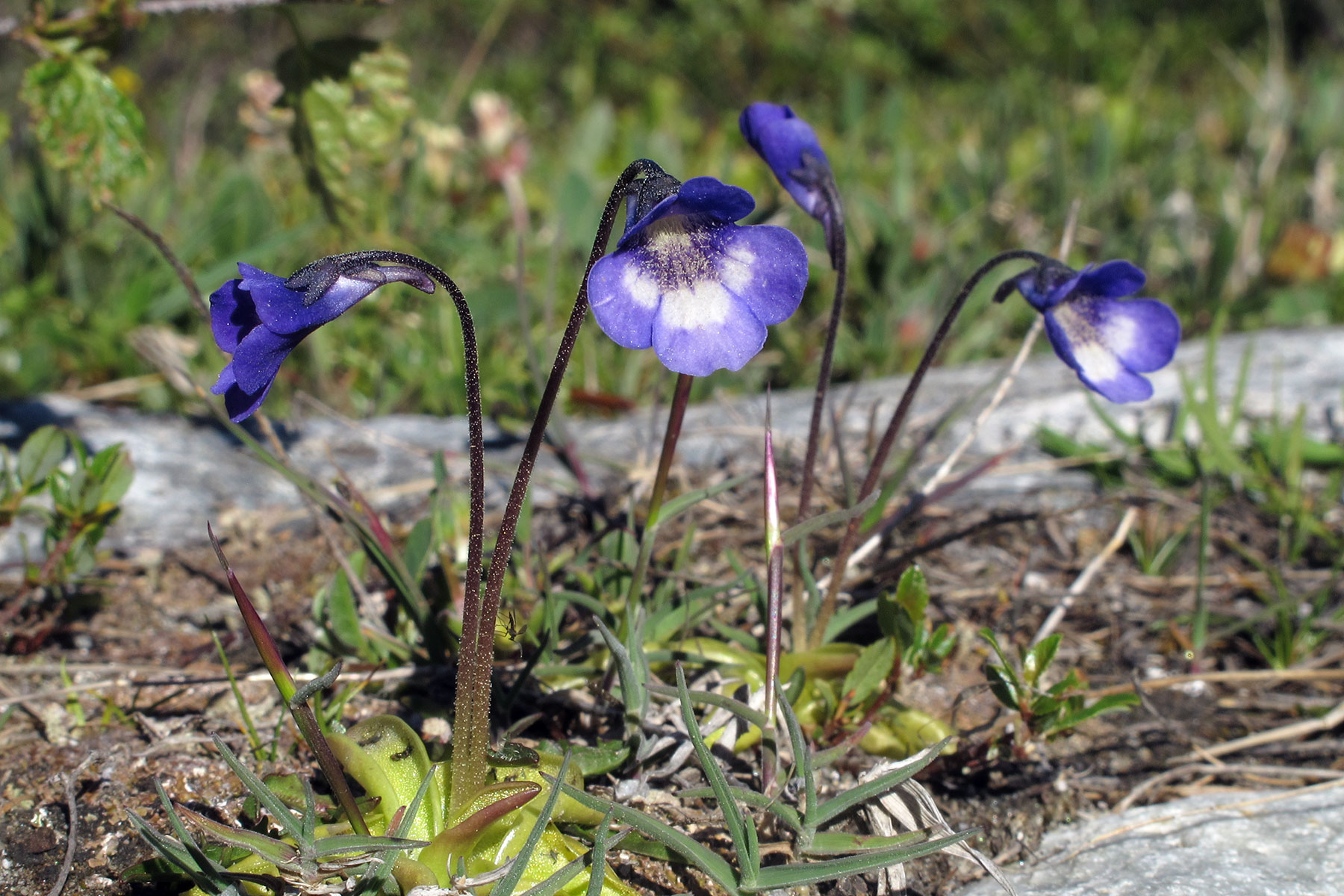 Pinguicula leptoceras