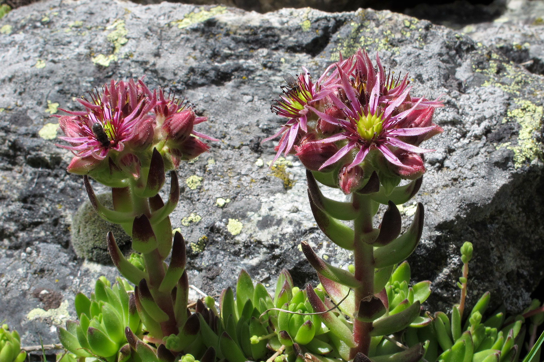 Sempervivum montanum