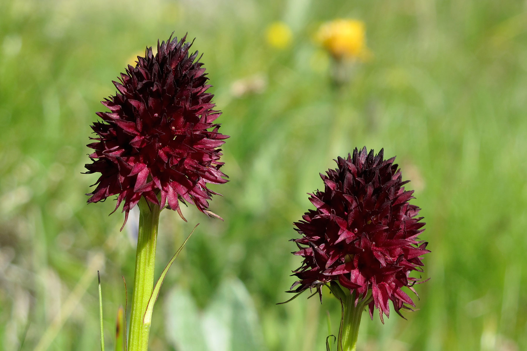 Nigritella nigra