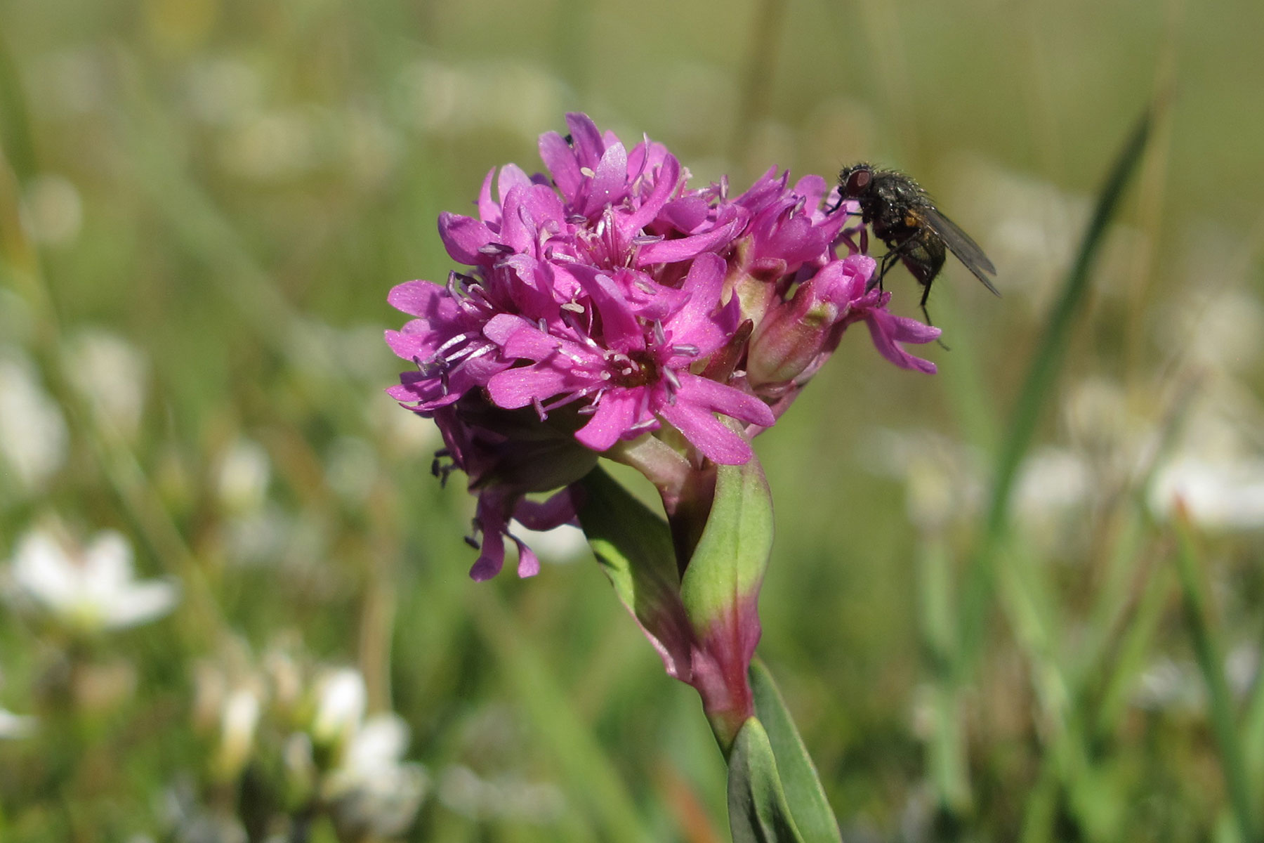 Silene suecica