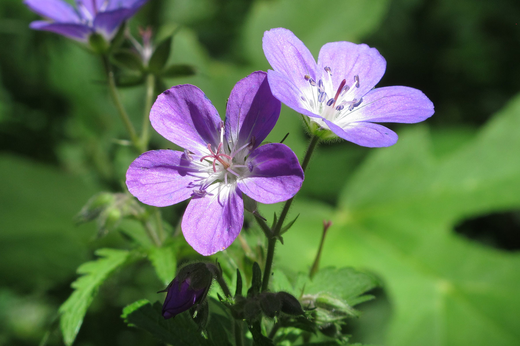 Geranium sylvaticum