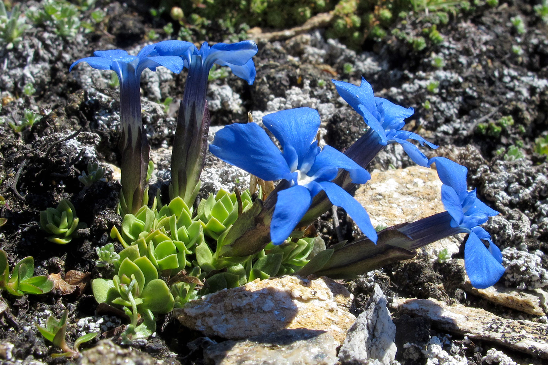 Gentiana schleicheri