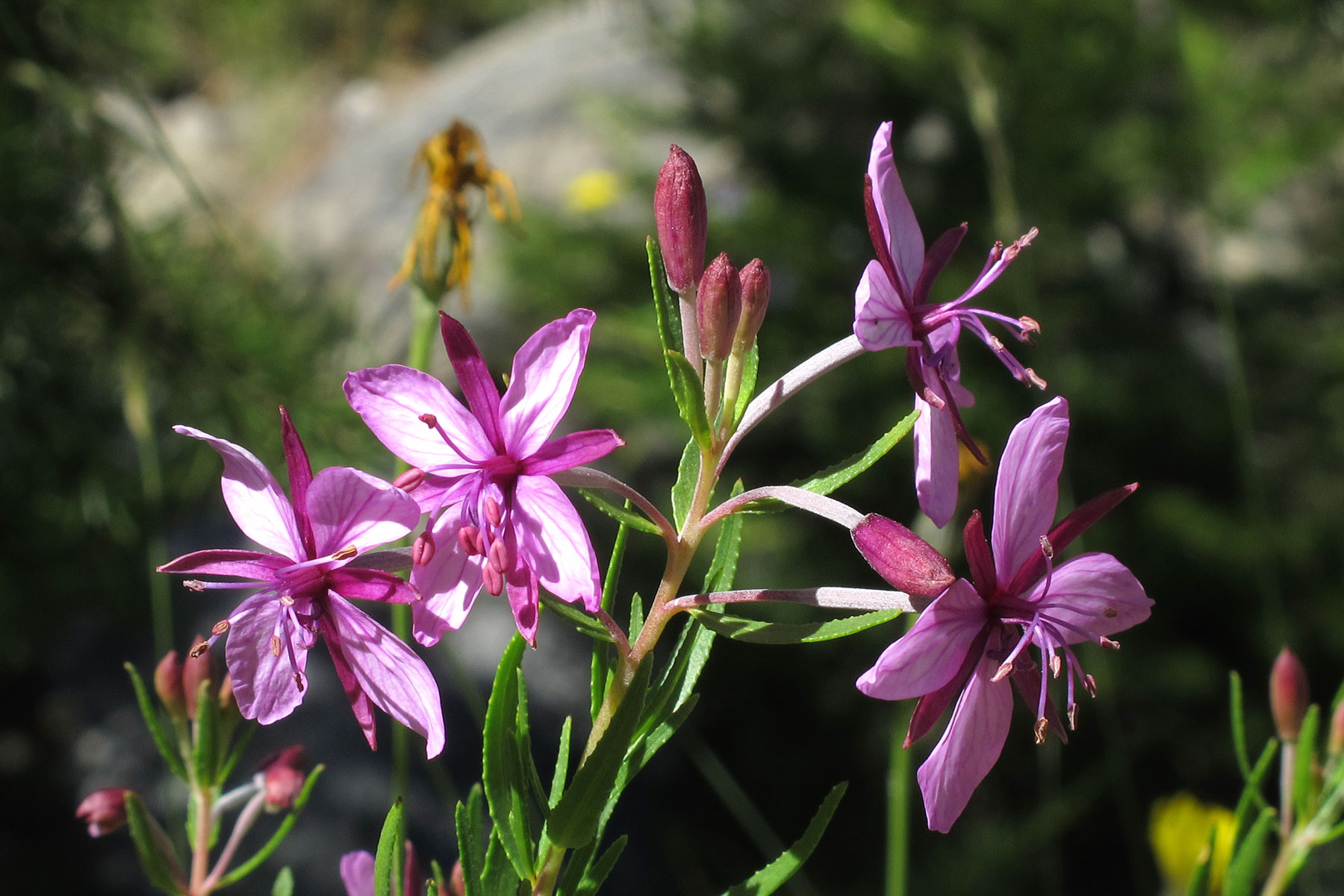 Epilobium fleischeri