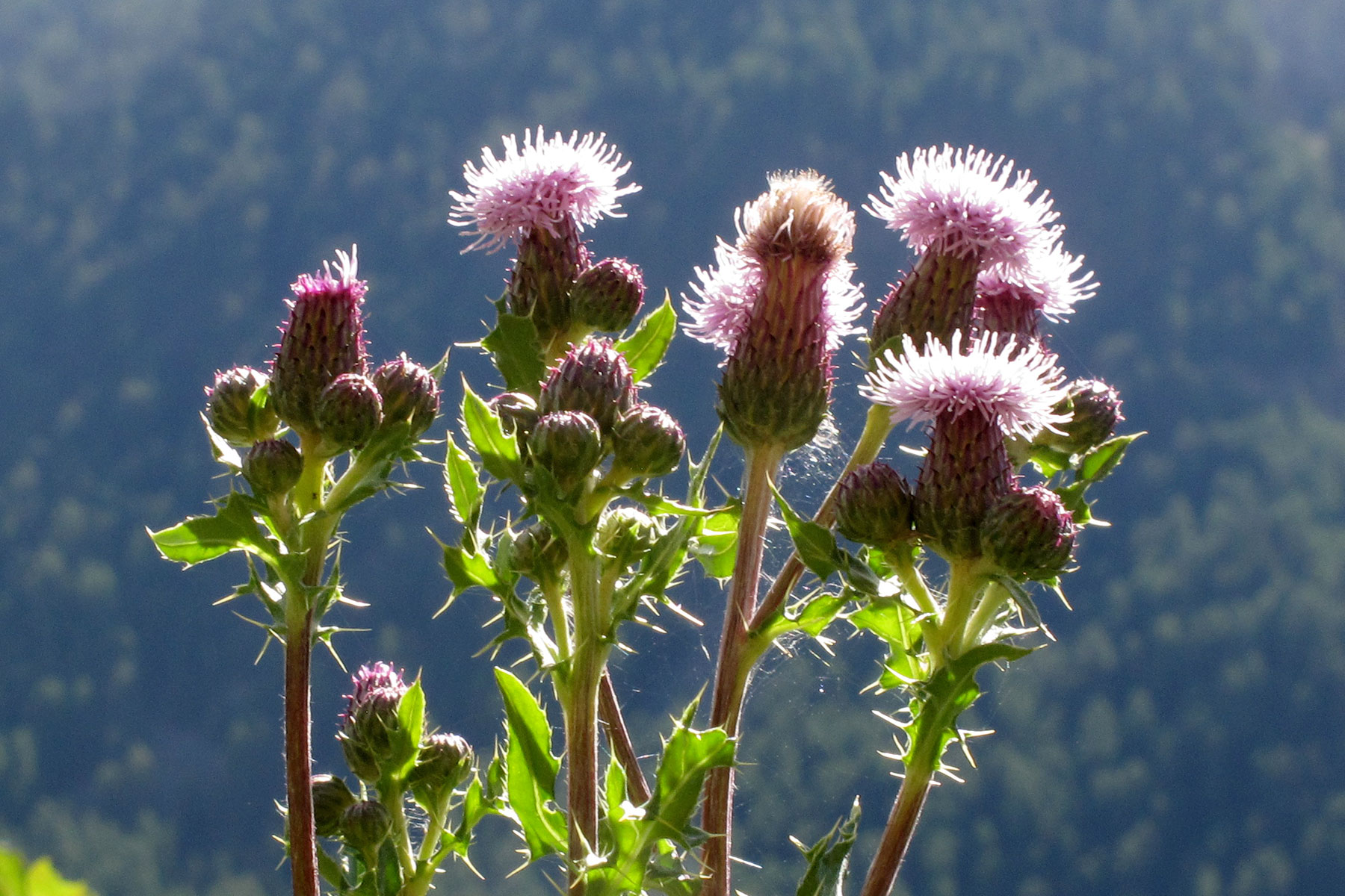 Cirsium arvense