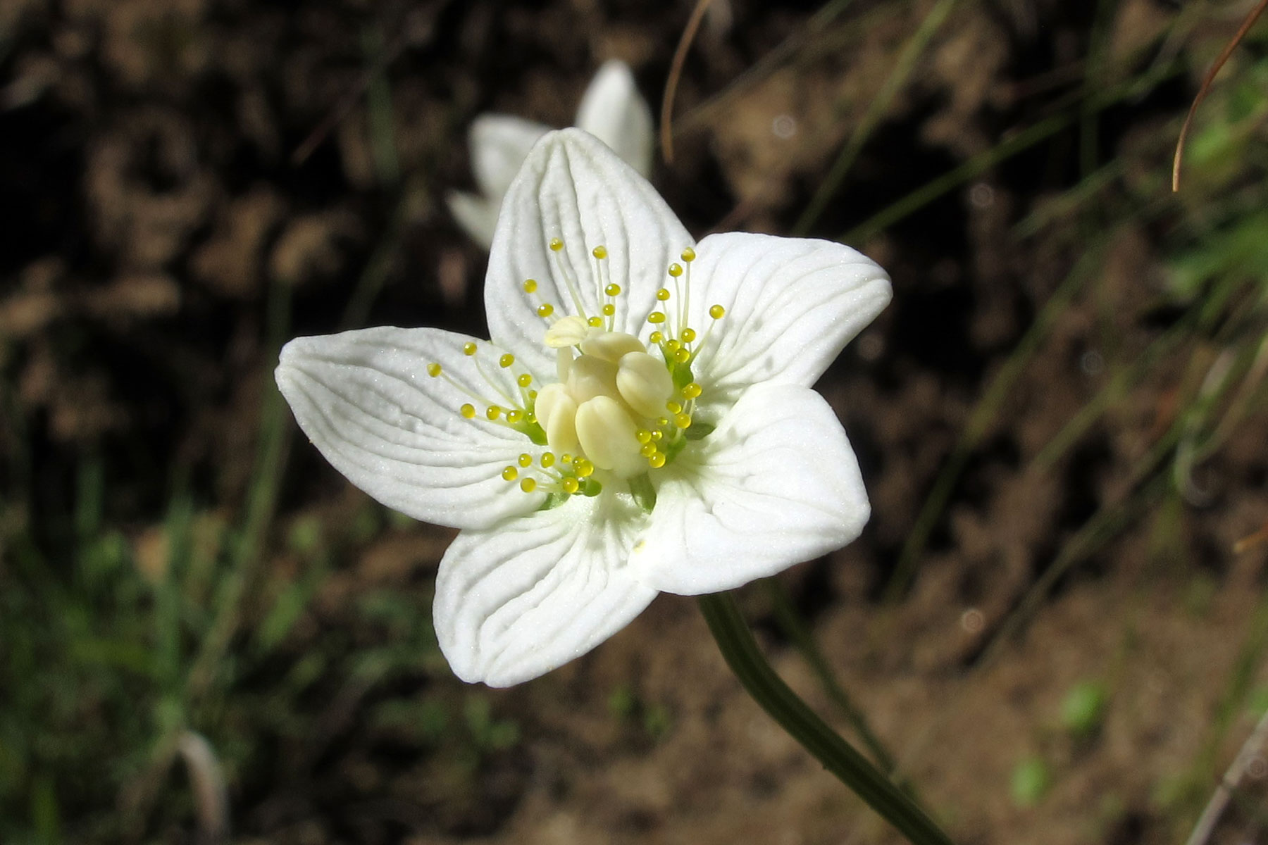 Parnassia palustris