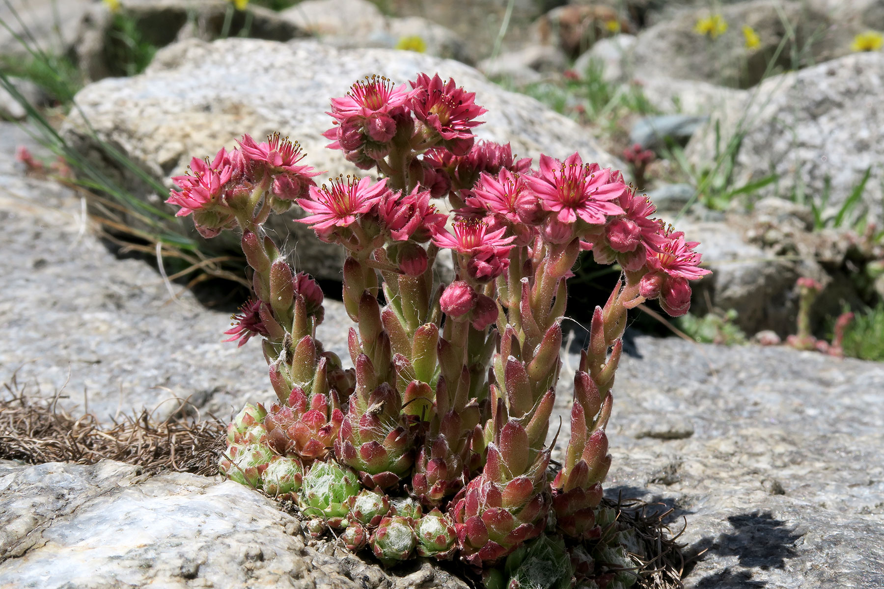 Sempervivum arachnoideum