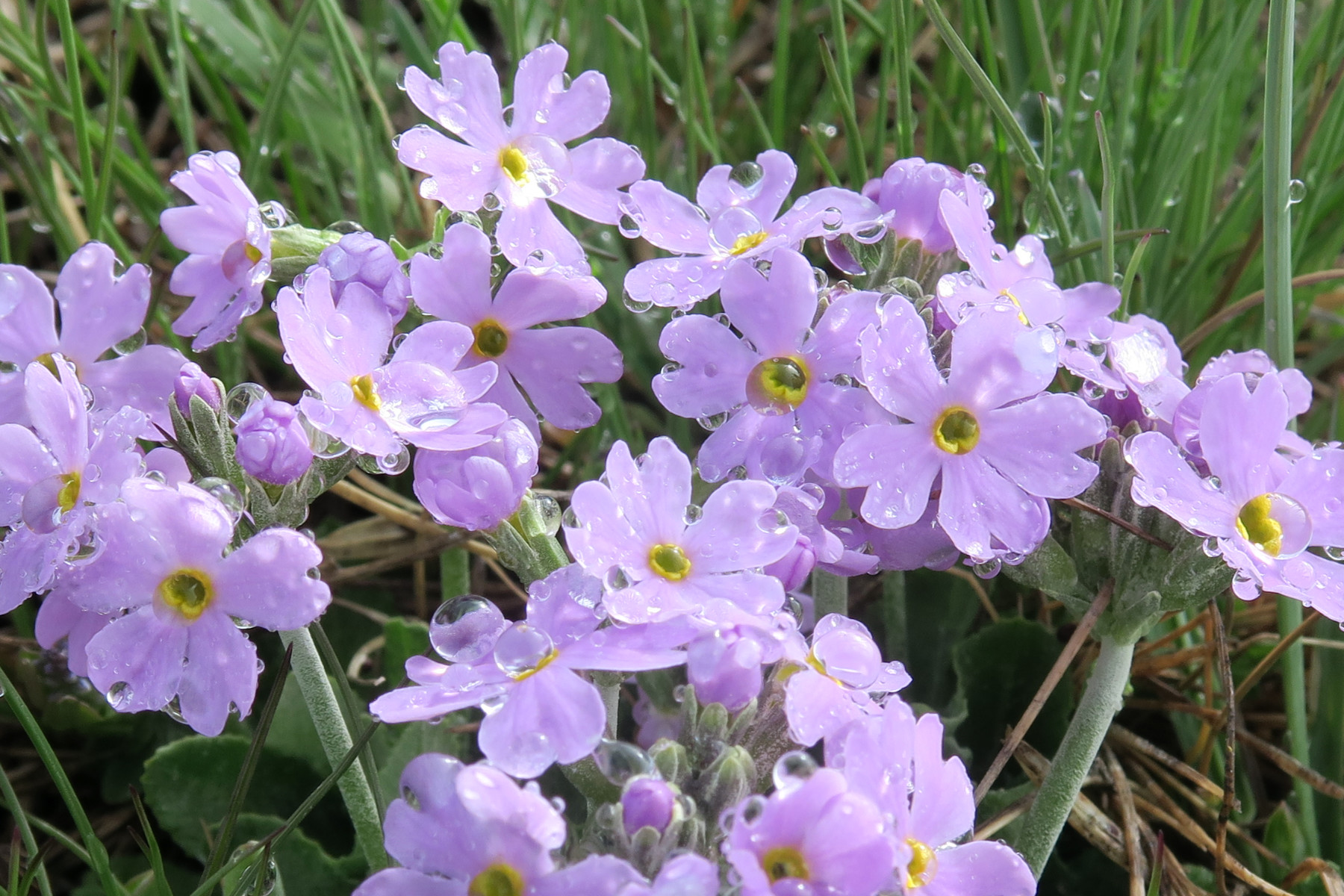 Primula farinosa