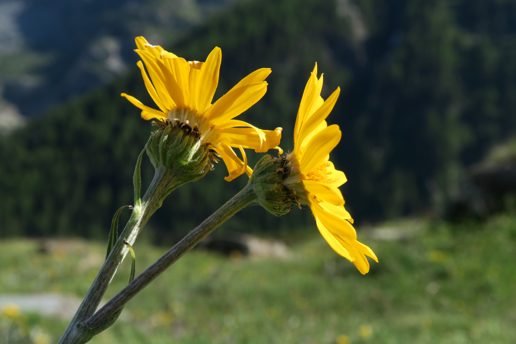 Senecio doronicum