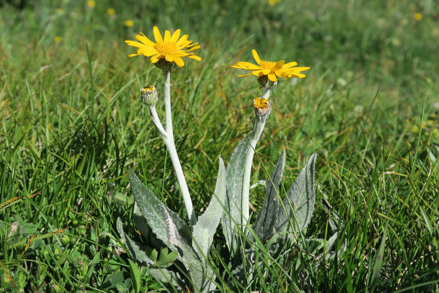 Senecio doronicum