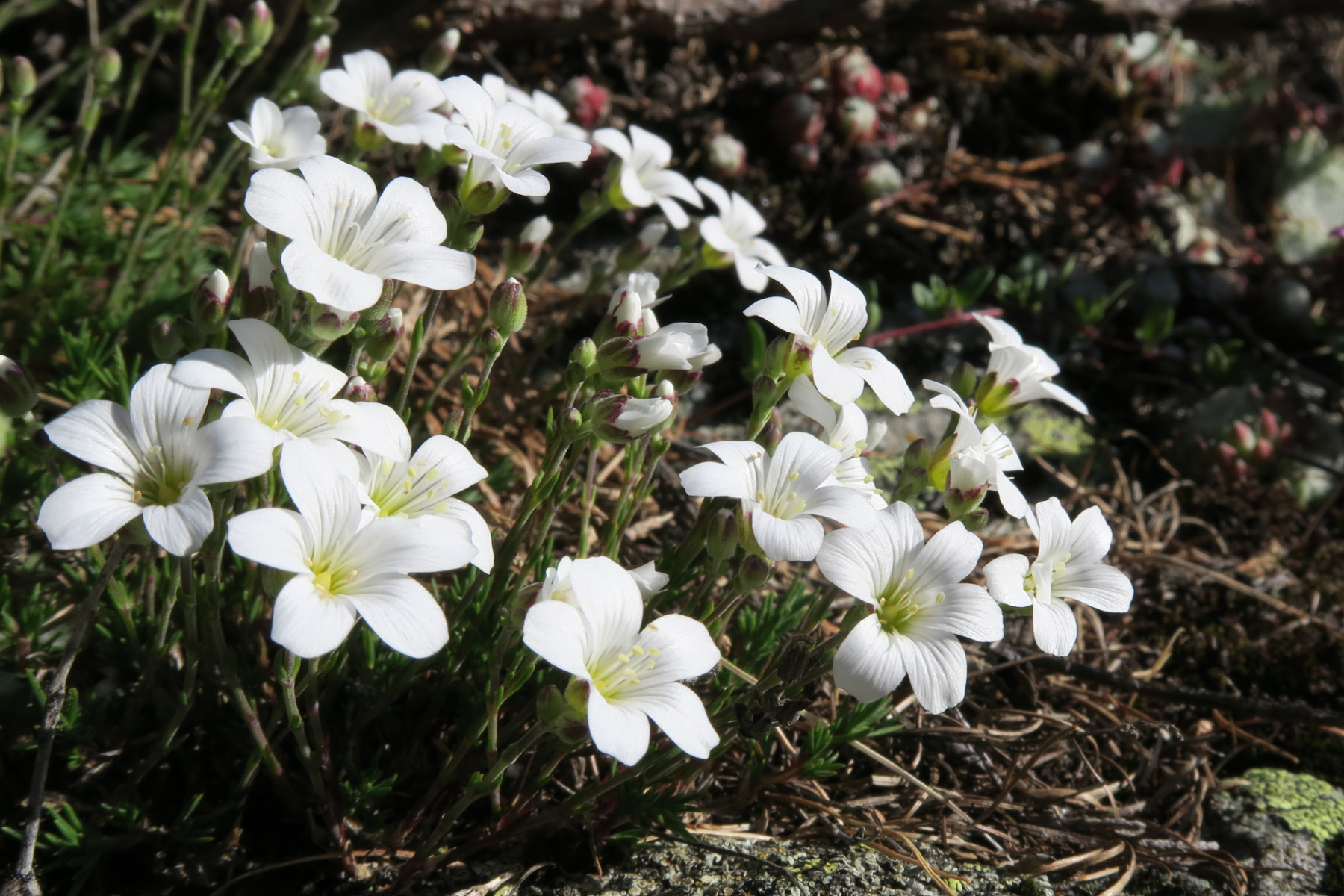 Minuartia laricifolia