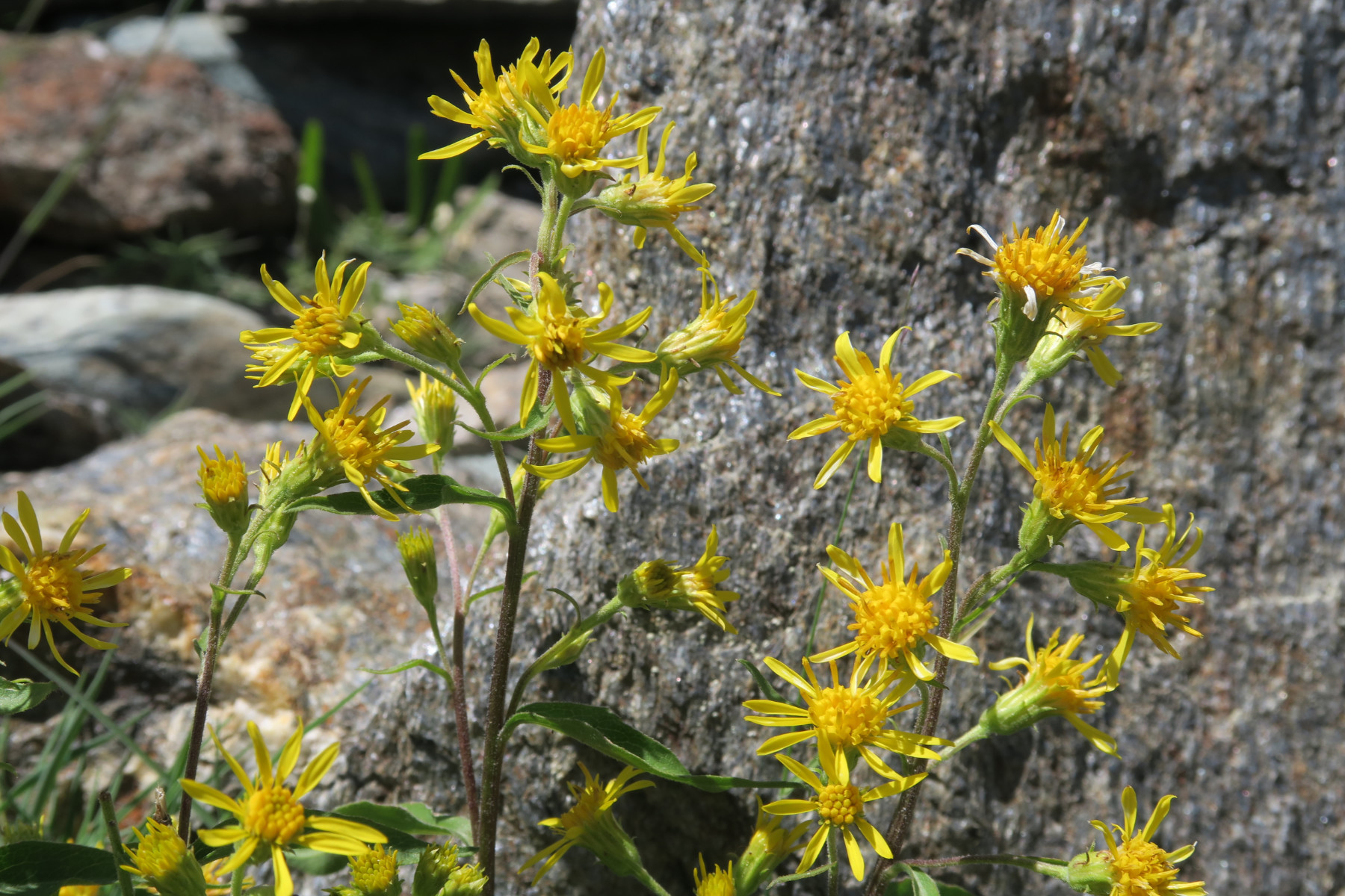 Solidago virgaurea subsp. minuta