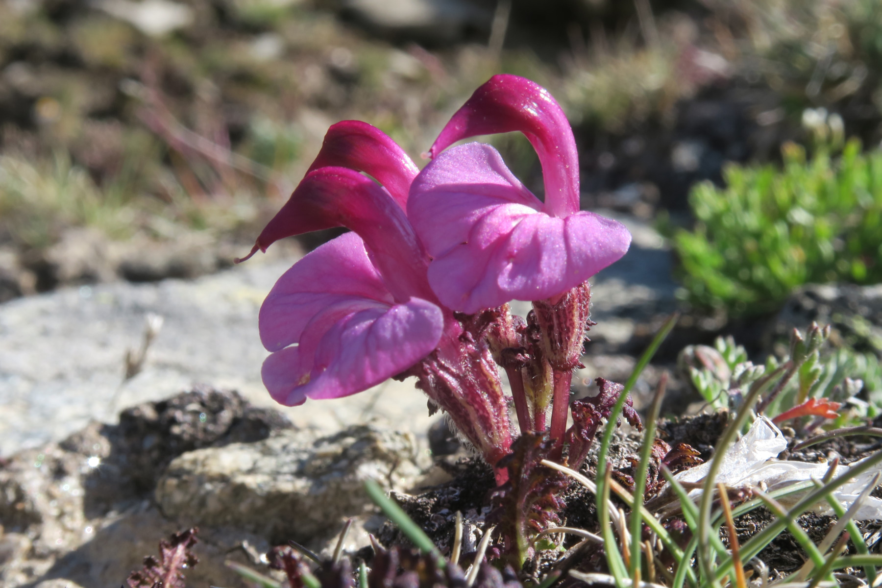 Pedicularis kerneri