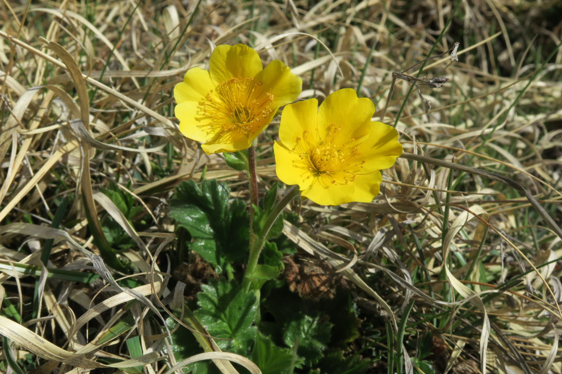 Geum montanum