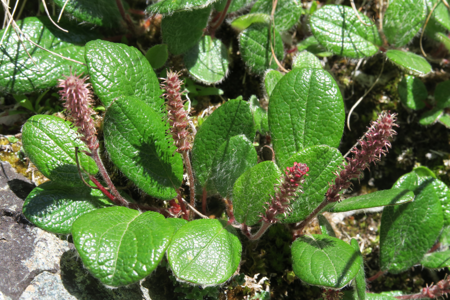 Salix reticulata